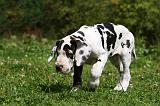 DOGUE ALLEMAND 252